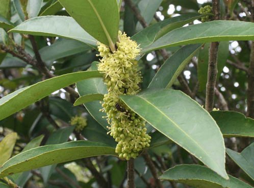 冬青有多少种？