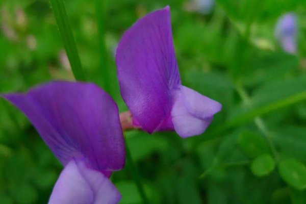 采薇（节选）昔我往矣，杨柳依依。今我来思，雨雪霏霏。行道迟迟，载渴载饥。我心伤悲，莫知我哀！诗意？