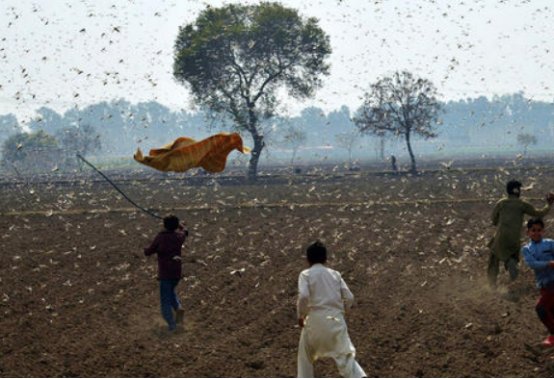 蝗虫过境下一句是什么