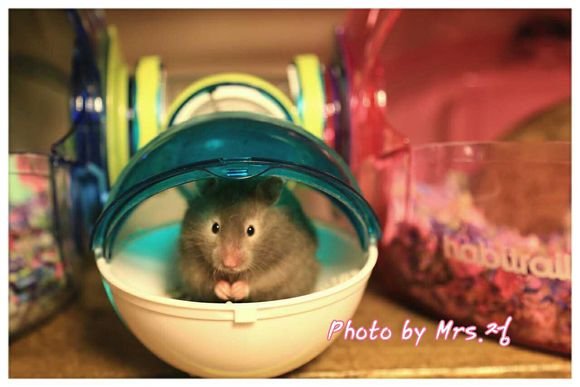 金丝熊照片(10张)