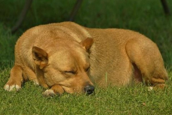 癞子是什么意思