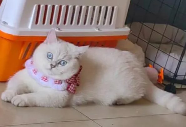 肥美是什么意思