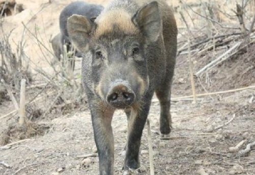 杭州一野猪冲进商场厕所，被五个人现场打晕制服，这头野猪是哪儿来的？