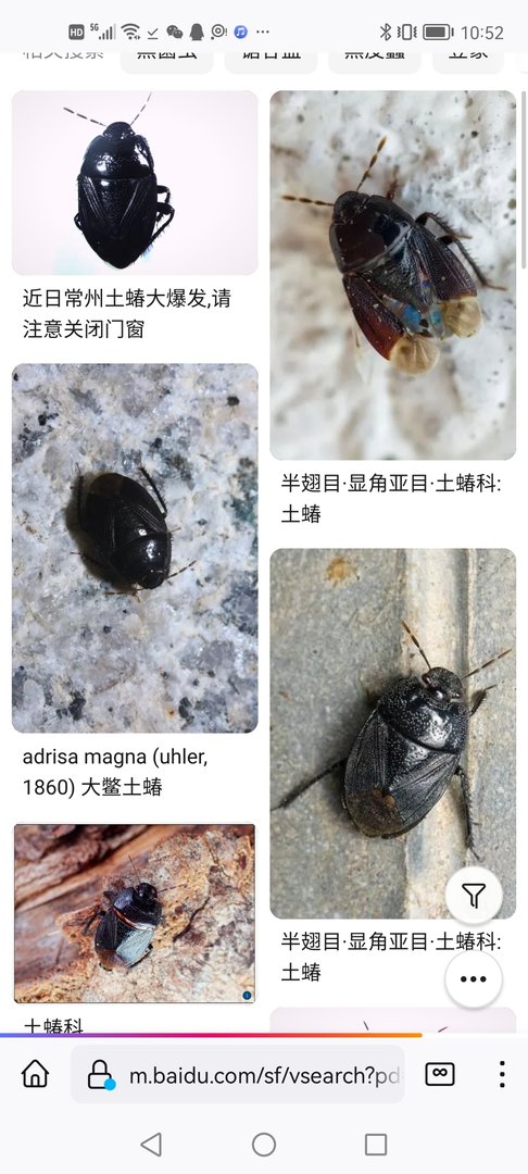 这是什么虫子？