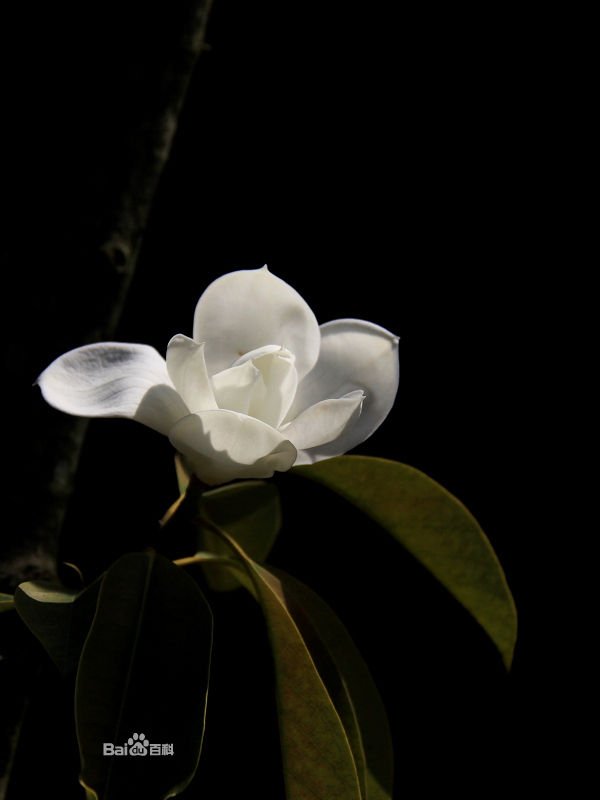 谁知道这是什么花?我在豪方现代豪园附近的天桥那里抓拍到的~