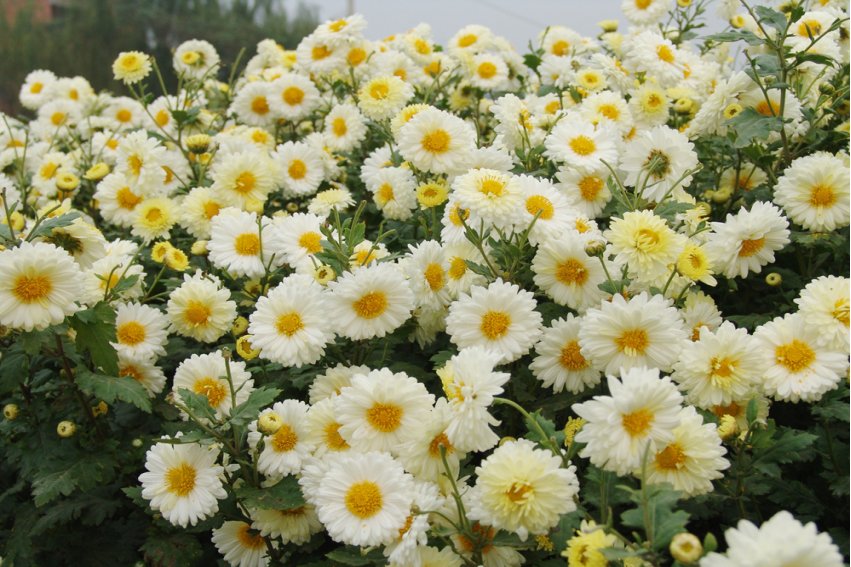 关于菊花的诗句有什么