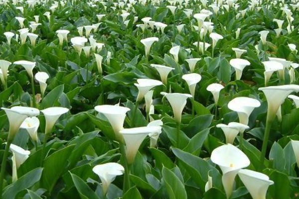 送男朋友什么花合适？