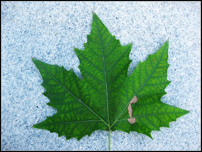 梧桐树叶像手掌的仿写句