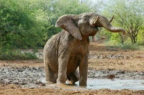 大象为什么会在身上裹很多泥土，是为了防晒还是为了什么？你知道吗？