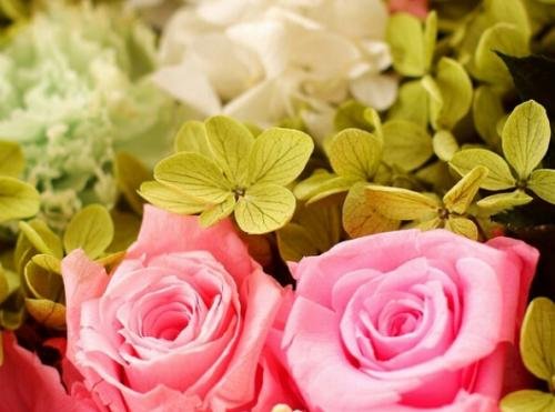 2朵玫瑰代表什么意思