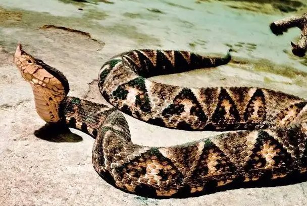 农村十大毒蛇排行榜