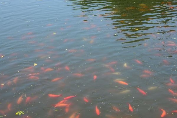 形容鱼儿在水里游来游去的优美句子