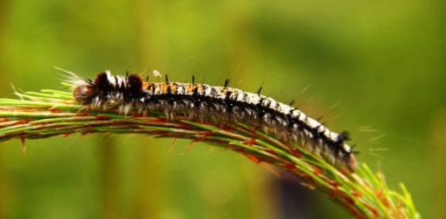 《昆虫记》松毛虫外形和生活特征是什么？