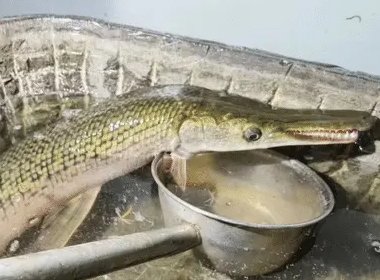 汝州捕“怪鱼”鳄雀鳝现场：消防员进涵洞勘察，为何这一生物这么难以捕捞？