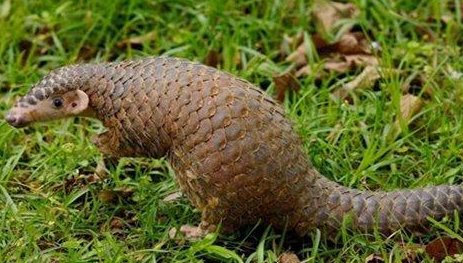 穿山甲到底说了什么