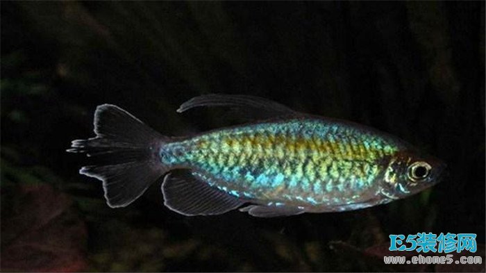 刚果扯旗的饲养方法