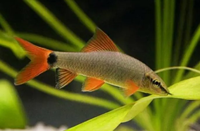 彩虹鲨会攻击其他鱼吗