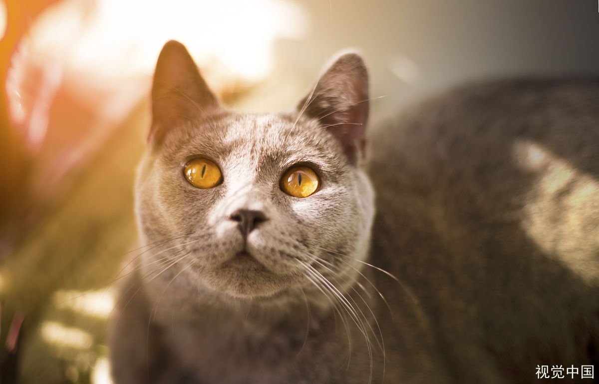 是什么原因导致胖猫突然起飞360度空翻的？