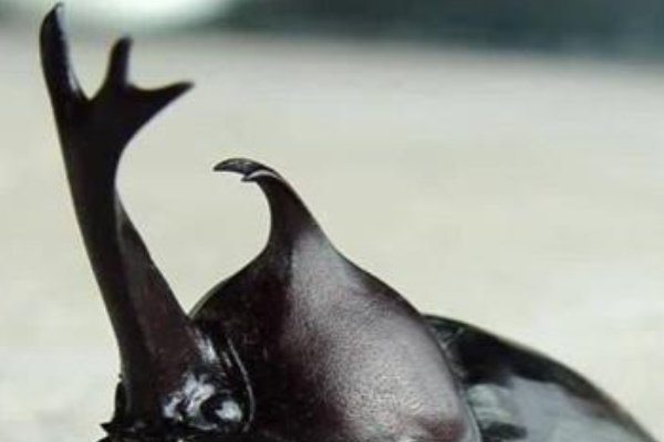 独角仙是国家几级保护动物