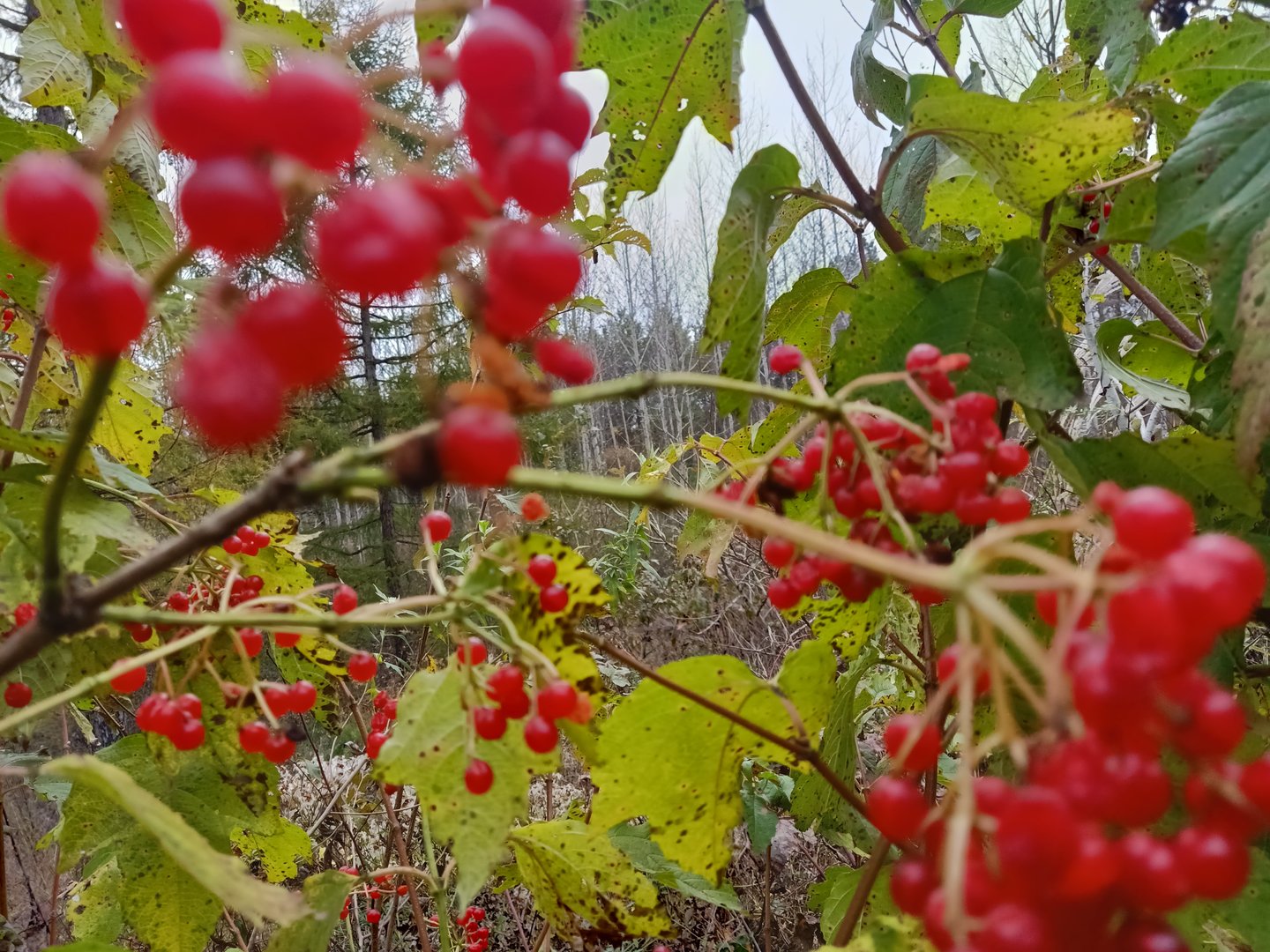 舞狮这个习俗是除夕开始还是初一开始？