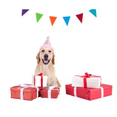 party是什么意思？