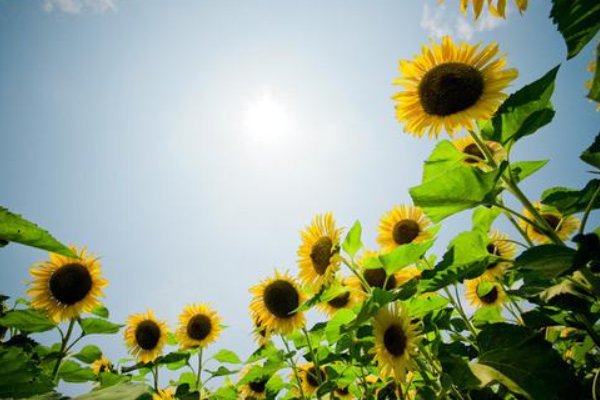 送男朋友什么花合适？