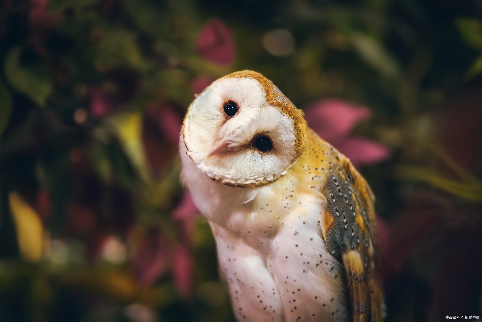 大部分鸟类都擅长飞行，那么有没有“恐高”的鸟呢？为什么？