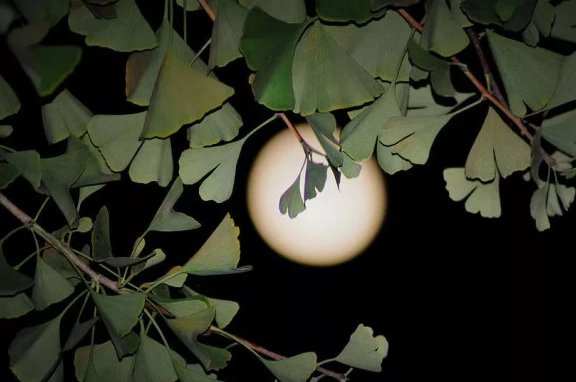 云破月来花弄影什么意思