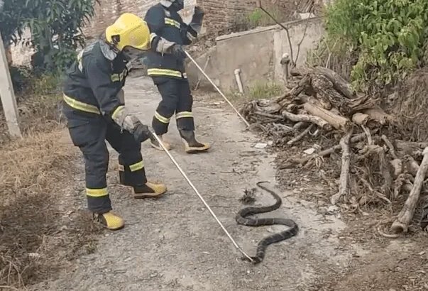深圳有2米长眼镜王蛇窜入居民小区，这蛇从何而来？