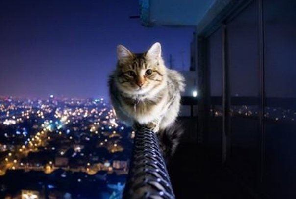 黑龙江鹤岗一喵星人满脸好奇站立看外面放烟花，猫的好奇心为何这么强？
