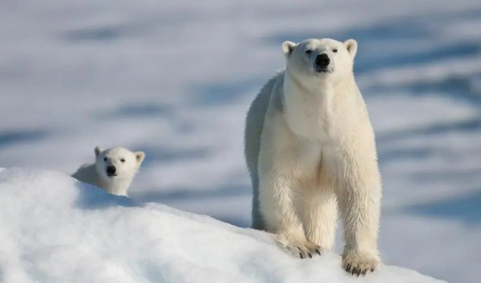 动物的奇特语言有那些呢？