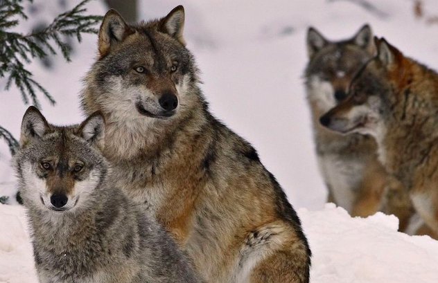 动物园里有什么动物？