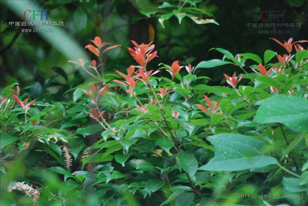 楠属的形态特征