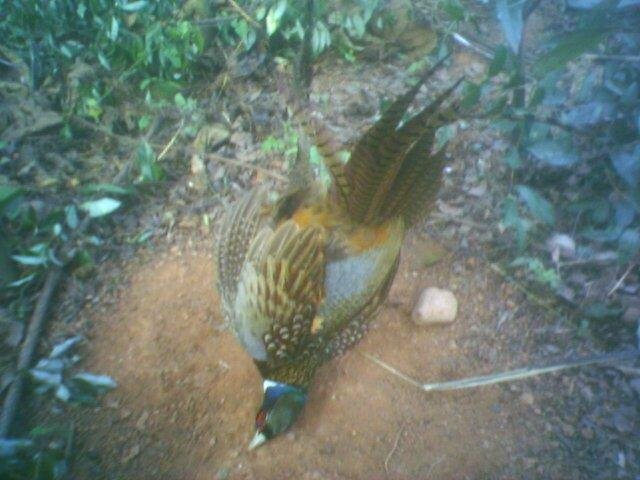 用野鸡网怎么网野鸡