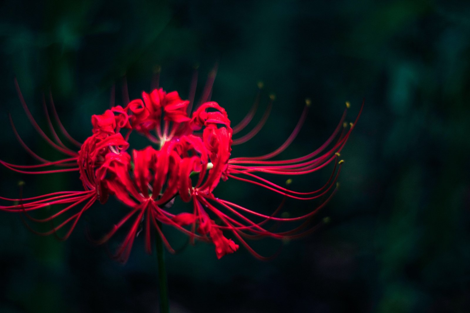 “怀念不如相见”的下一句是什么？