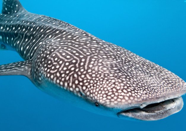 最稀有的九种鲨鱼都有哪些？