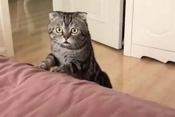 一段“猫咪满脸好奇站立家中看窗外烟花”的视频走红，主人对此有何回应？