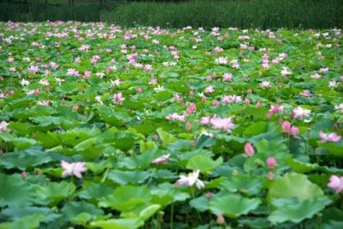 春夏秋冬哪一个季节最代表爱情？