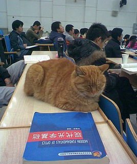 北大学术猫的介绍