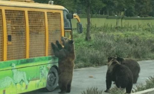 游客讲述上海野生动物园游览经历，有什么值得注意的地方？