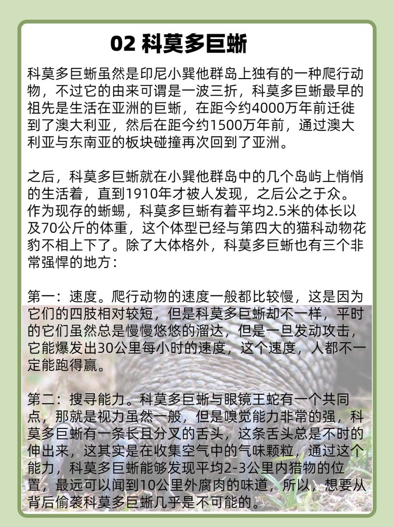 眼镜王蛇单挑科莫多巨蜥谁是最强爬行动物