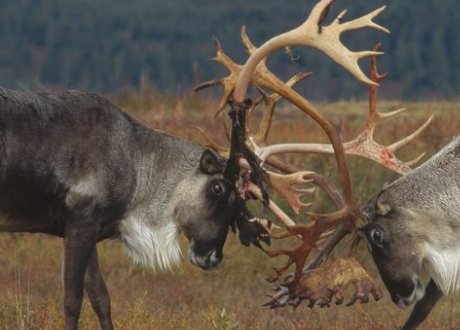 驯鹿和麋鹿一样吗？如果不一样，为什么俗名都叫“四不象”？