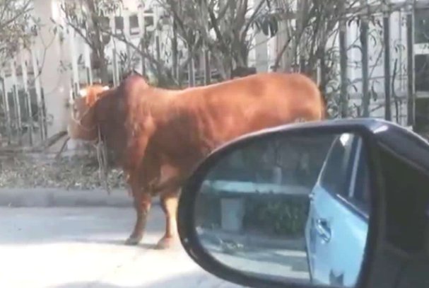 内蒙古一头牛跳上房顶奔跑，当时的情况是什么样的？