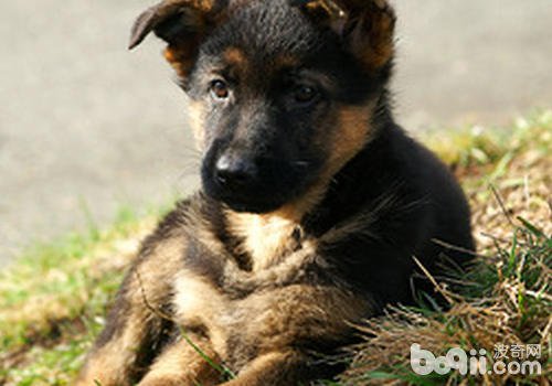 狗狗食欲大增怎么回事?