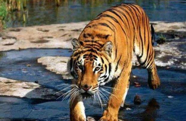 老虎的种类有几种？