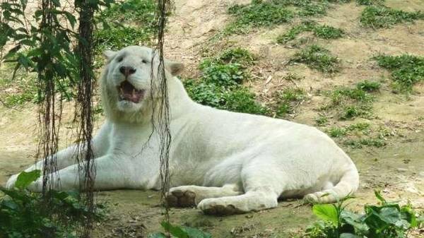 老虎的种类有几种？