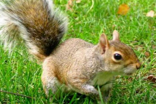 小小智慧树儿歌大全