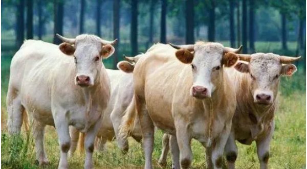 毛驴听了牛大哥的话后垂下头不好意思地走了，说明了什么