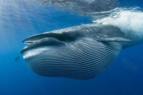 鲸鱼害怕什么鱼呢