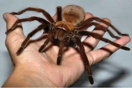 螳螂的死对头是谁